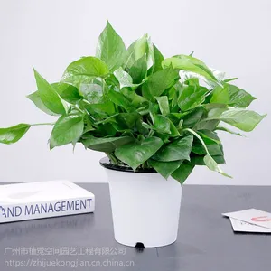 ��Ӧ����ֲ�����ޡ�����ֲ����ڷ���ֲ���ռ�����С������������