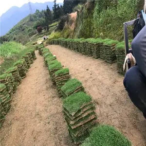 台湾草种植 共存共赢结缕草坪勇橙草皮绿化