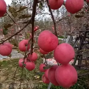 ƻ����***�� ����ƻ���� ��֦��ʿƻ����