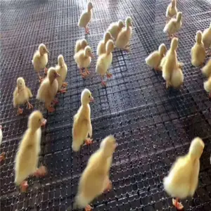 ��������ƽ������ ����ƽ����ֳ ���õ�����������