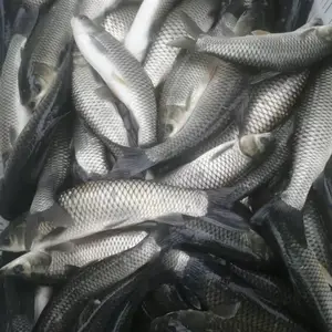 白洋淀鱼苗批发河北鱼苗批发北京鱼苗批发石家庄鱼苗山西鱼苗批发保定鱼苗批发沧州鱼苗批发