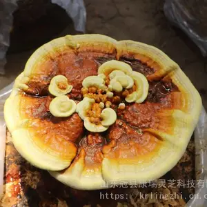 �Ƶ��ʻ���֥�辰���� �辰��֥��ֲ ������֥ ������֥��ֲ���� ����֥ �辰��������
