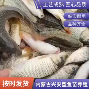 内蒙古兴安盟本地草鱼苗鲤鱼鱼苗养殖场直销优质鱼种