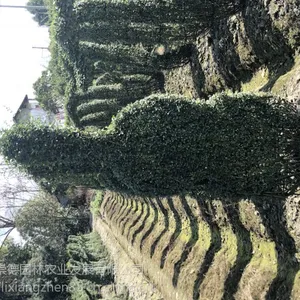 成都小叶女贞造型 运动造型 动物 造型很多