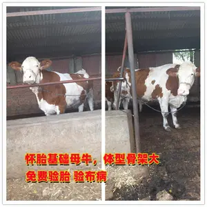 六个月 西门塔尔牛小母牛 的价钱