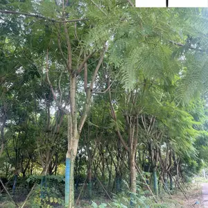 �������ֻ��� ���۴���20������������� �������� �ɶ�����麴����� ��������