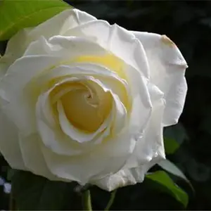 两年的月季花价格-天润月季-月季花价格