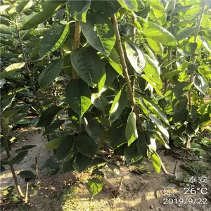 ��³��˹ӣ����Ʒ��*** 2����ӣ�����׳ɻ� 1��ӣ������ֲǰ��