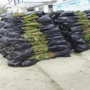 ��ׯũҵ�����㴻��������߲������㴻�����㴻��������