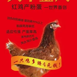 60天大午金凤蛋鸡苗 红羽鸡产粉壳蛋