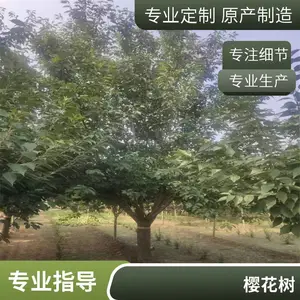˧����ľ12���� �ձ���ӣ �ϱ�����ֲ��԰��·�̻�ӣ���� �����ȫ