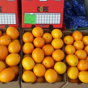 南非晚熟脐橙王金巴利的水果,水果店、餐饮业、鲜果加工业
