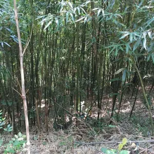 ����������6�׵�9�����_���ڹ�Ӧ԰��_��ѹ�������߸�