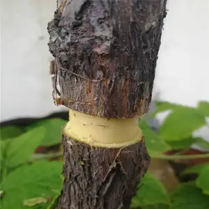 ��ũũҵ �óԸ���Ķ���Ʒ�� �޽�2����������� ����ڳ�