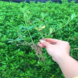 贵州安顺春鹃小苗的价格互通有无