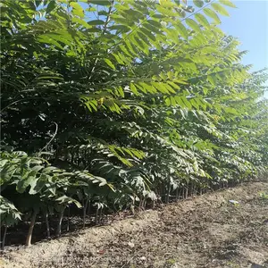 �㴻����ֲ ��Ʒ���㴻�� ���ֹ���㴻��ֱ��