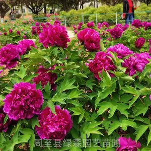 陕西牡丹花批发 周至牡丹 观赏牡丹 庭院绿化牡丹