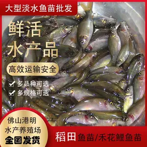 �̻��������������㵭ˮ��ֳ�������㵾��̻�������������