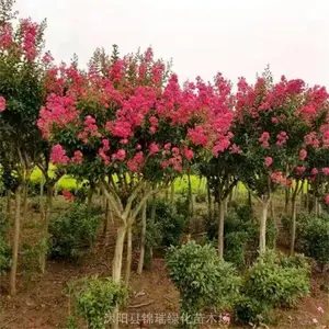 ��ޱ���������� ��ޱ���г�ǰ�� ��ޱ����ֲ���� ���ʰٴ�