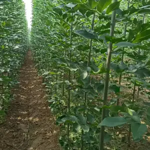 山东潍坊诸城速生白蜡树苗基地批发,一年生白蜡小苗产地报价，规格齐全好养易活,白蜡苗木供应商厂家上车价格