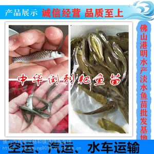 青竹鲩鱼苗批发,光倒刺鲃鱼苗批发,河坚坑坚鱼苗批发,光鱼苗批发