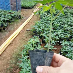 ��������ľ�� ������ ������ľ��С�� �����̻����е���