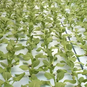 圆形水培育苗海绵工字口无土栽培蔬菜设备种植棉定植块