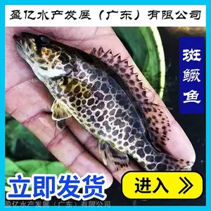 盈亿水产 纯种斑鳜鱼苗 全国发货