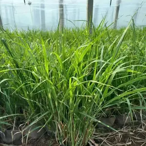 广东北海道黄杨树