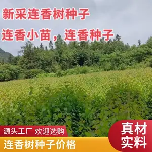 产地供货价格连香净种子价格连香鲜果价格连香树种子连香树小苗连香种子