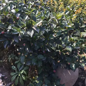 茶梅小苗 扦插苗 江西生态旅游景点绿化用的绿篱花卉苗木 ***格