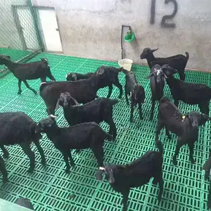 �������� �򴲵ذ� ���������峧��