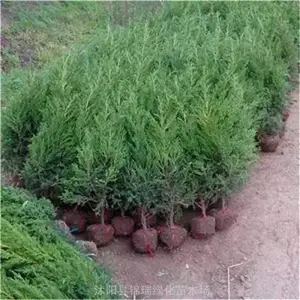 �Ĵ��̻����ش������� Բ������ ���ڹ�Ĺ��԰ ��·������̻�