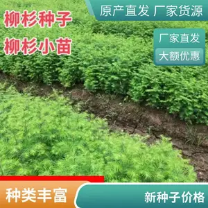 当年采收柳杉种子 自营基地免费技术指导 基地采收