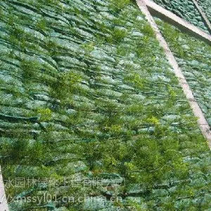 六盘水四季常青的绿化草种草籽