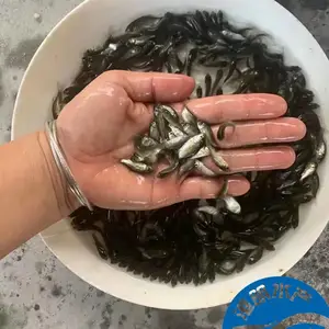 �㶫��ֳ �п����������� ��������ˮ���� ��������