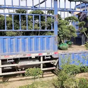 漯河云片造型树种类 河南天艺景观建材供应