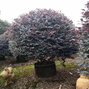 长沙红花继木袋苗 易于栽植管理 公路色块苗适应性强