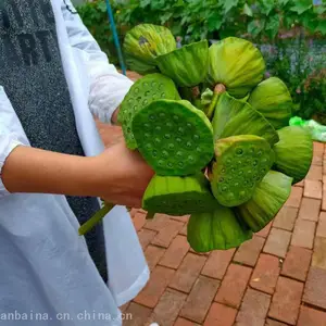 ������Ѻ�ũ��Ժ��Ӫ��Ŀ ���� *** �Ž� ����������� �����ס��