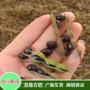 基地批发供应_苦参种子_中药苦参苗_云苦参种苗