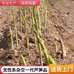 北京朝阳鑫航育 6 号 F1 芦笋种子 无性系杂交一代 植株高大抽茎多京郊种籽