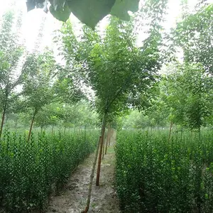 营养杯紫穗槐苗多少钱一颗-龙博紫穗槐(推荐商家)