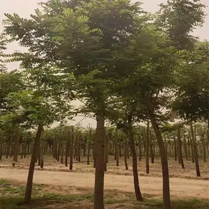 优质供应商 刺槐苗圃直销 刺槐量大价低