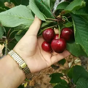 5����ӣ���� 3���ִ���ӣ���� ��ũ��ľ ��ϵ��