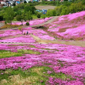 芝樱花海工程施工 芝樱种苗批发 宿根芝樱地被花卉 宿根福禄考杯苗供应