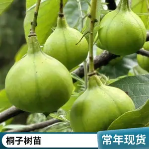 油桐树苗供应 园林植物 常绿灌木 品质优良 生长迅速