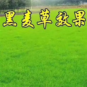 ������ľ����-������ҶŮ��-�̻���ľ�ɹ�