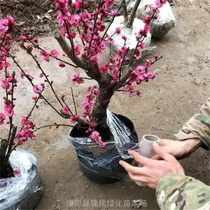 ���ۣ���÷ ��÷ ��ɰ÷ ����÷ ����÷ ����÷ ����÷������ר��