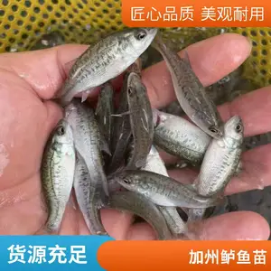 翘嘴鳜鱼苗驯化吃料 桂花鱼 加州鲈鱼苗特种水产批发