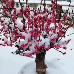 红须朱砂梅 朱砂梅优良重瓣品种 室内外阳台观花盆景 梅园造景